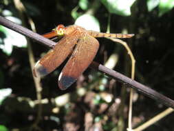 Image of Black Stream Glider