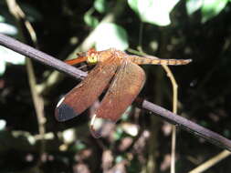 Image of Black Stream Glider