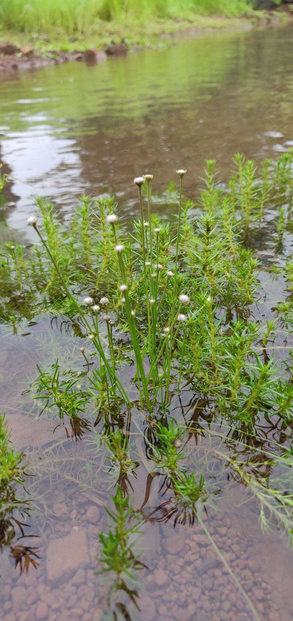 Image of Eriocaulon heterolepis Steud.