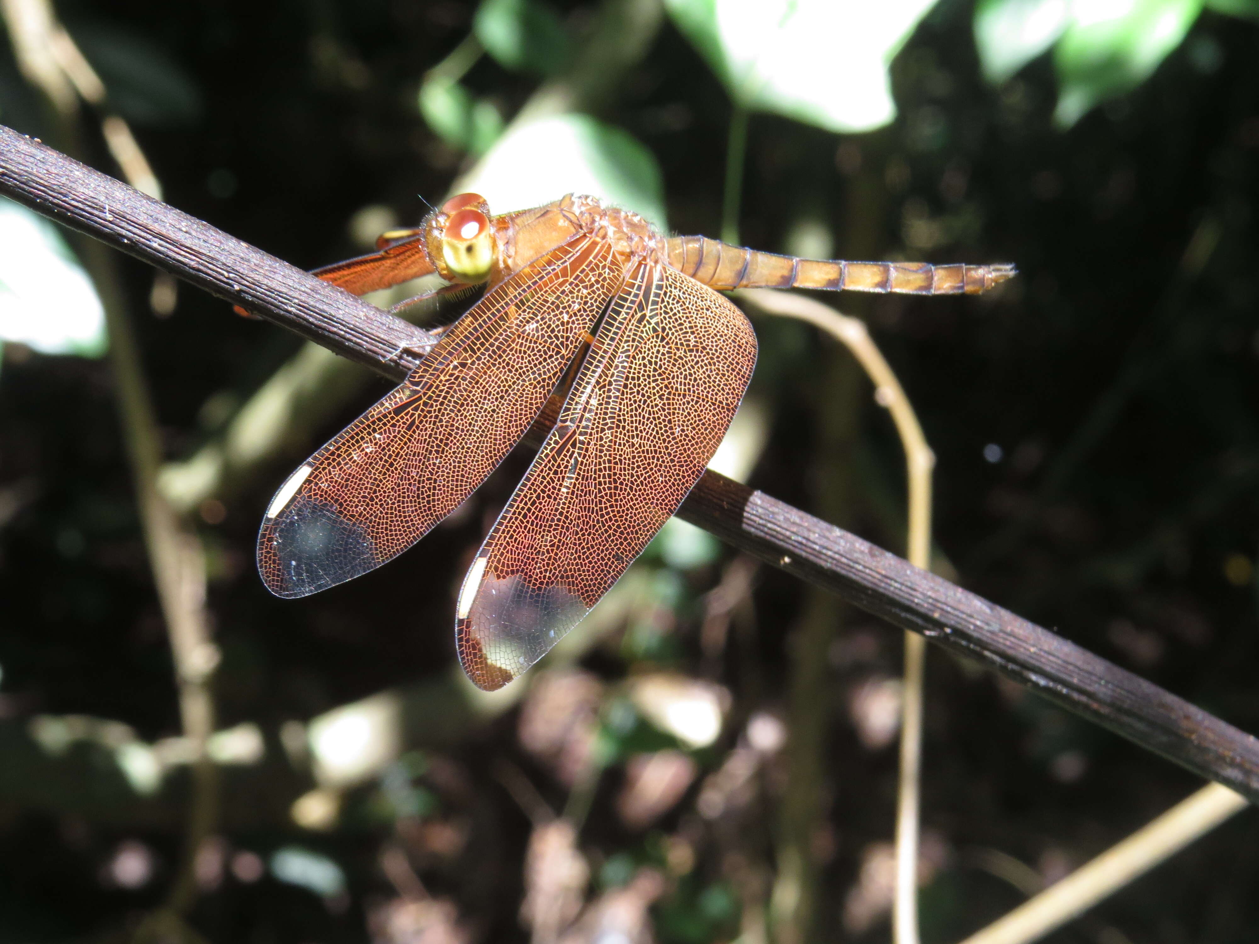 Image of Black Stream Glider