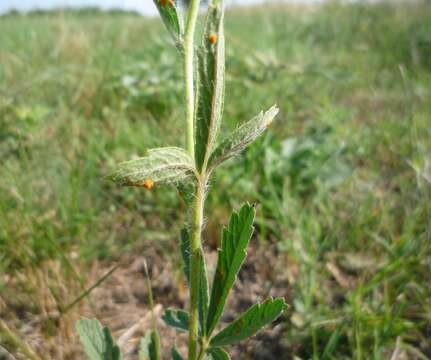 Image of Potentilla recta subsp. recta