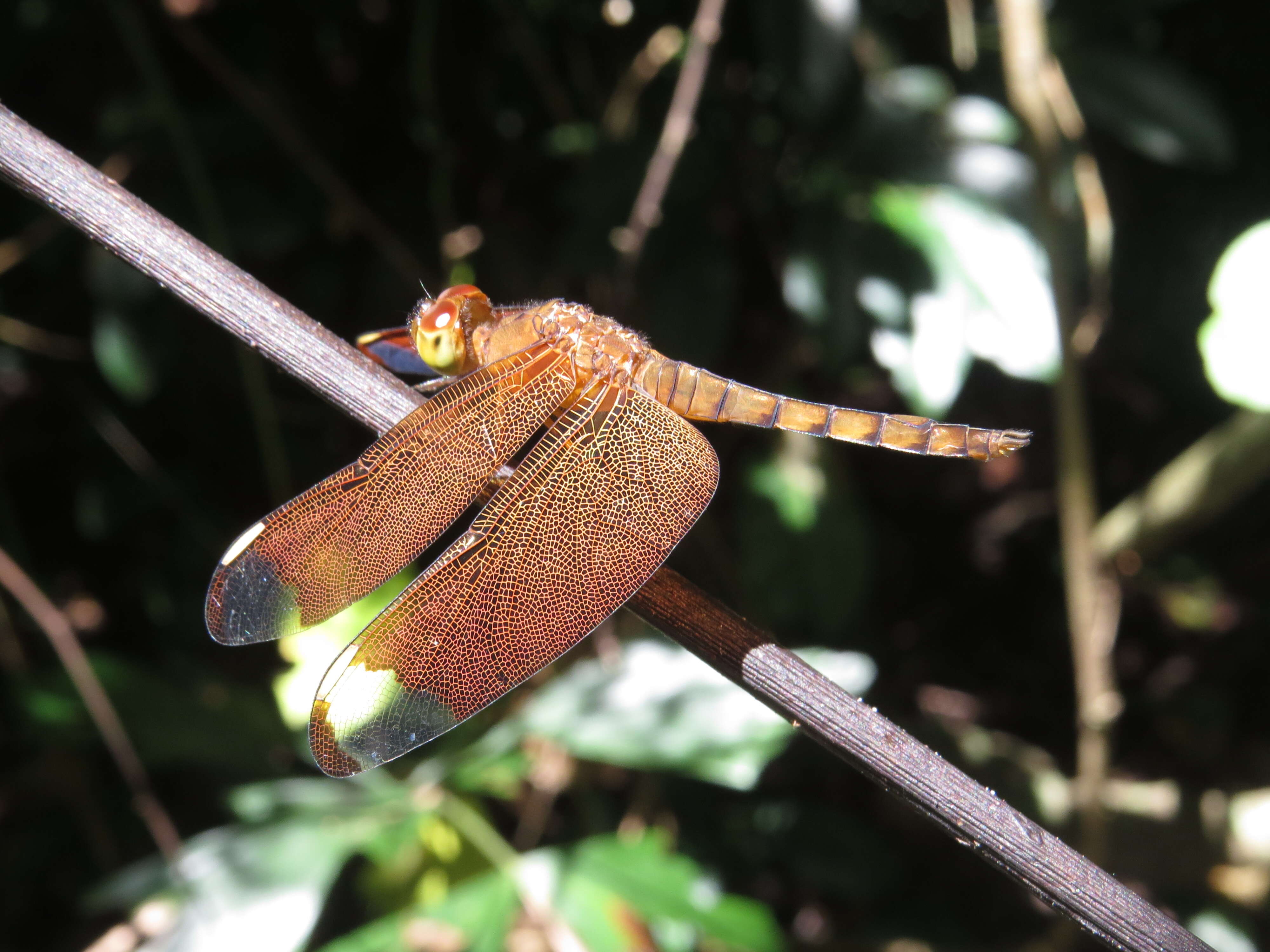 Image of Black Stream Glider