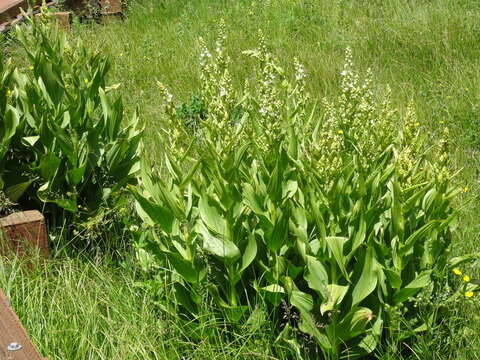 Image of California false hellebore