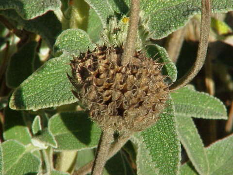 Plancia ëd Phlomis fruticosa L.