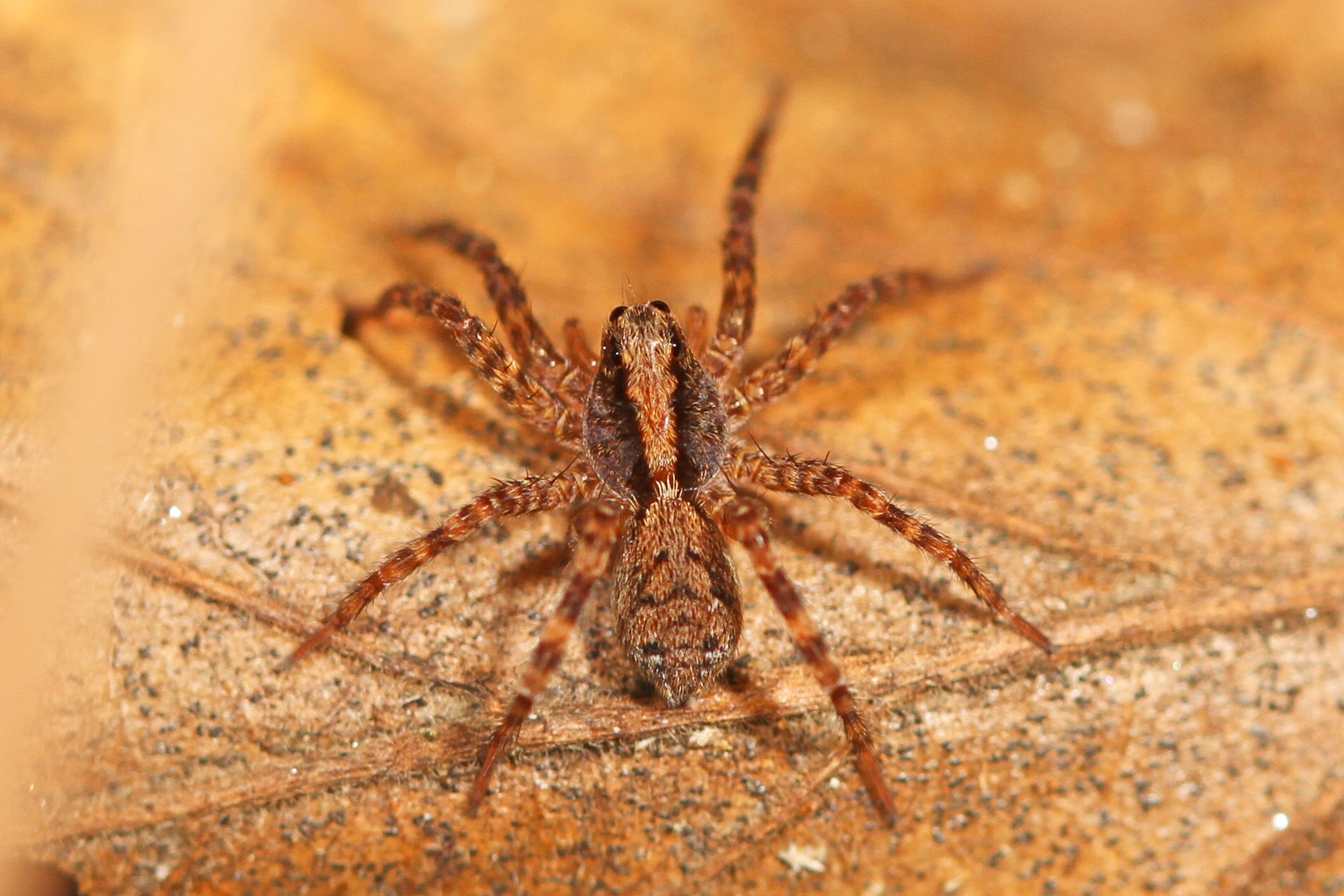 Image of Thinlegged Wolf Spiders