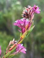 Image of Erica corifolia var. corifolia