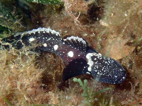 Plancia ëd Didogobius schlieweni Miller 1993