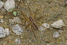 Image of Rabid Wolf Spider