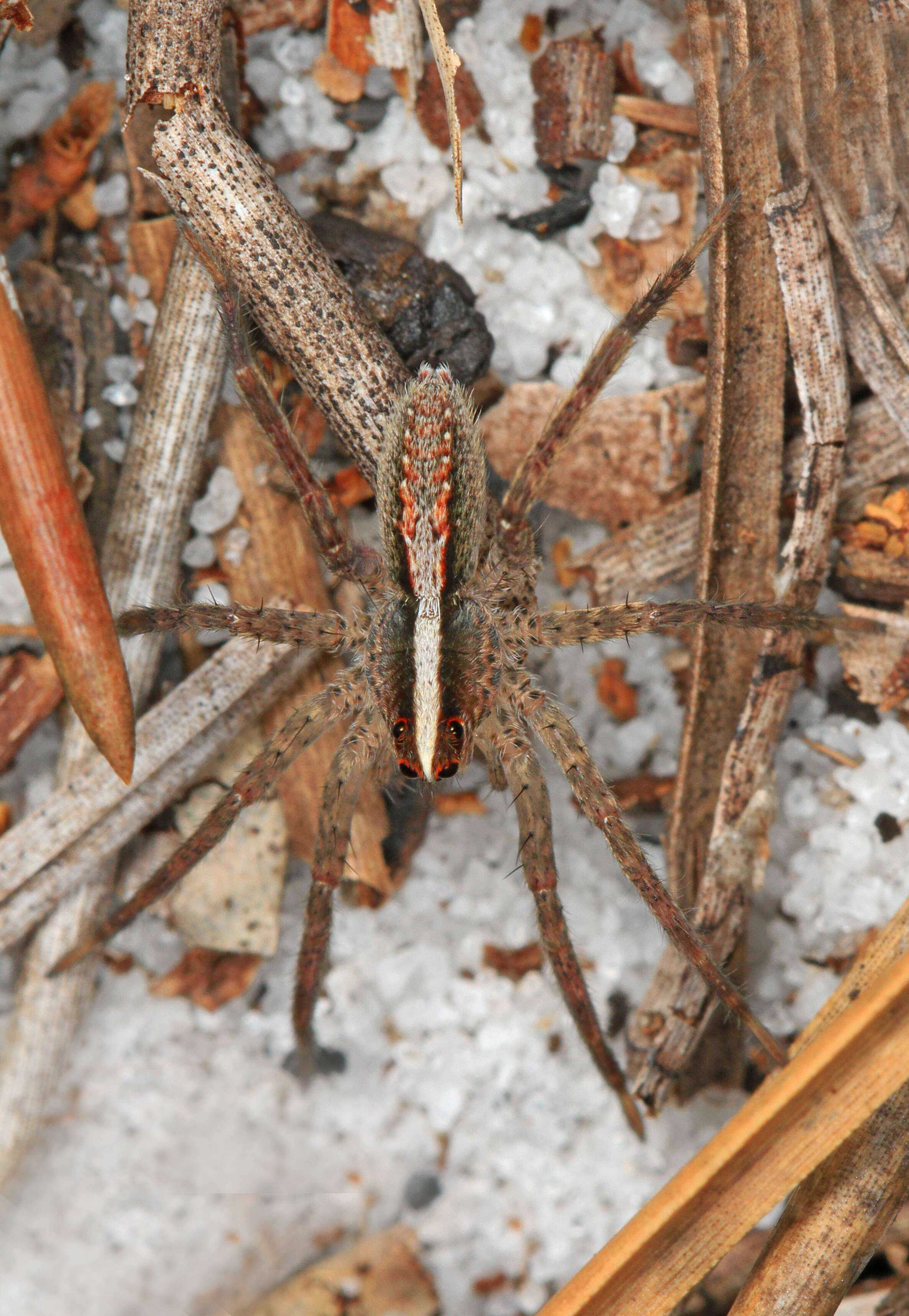 Image of Rabidosa hentzi (Banks 1904)