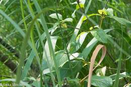 Image of Water Horsetail