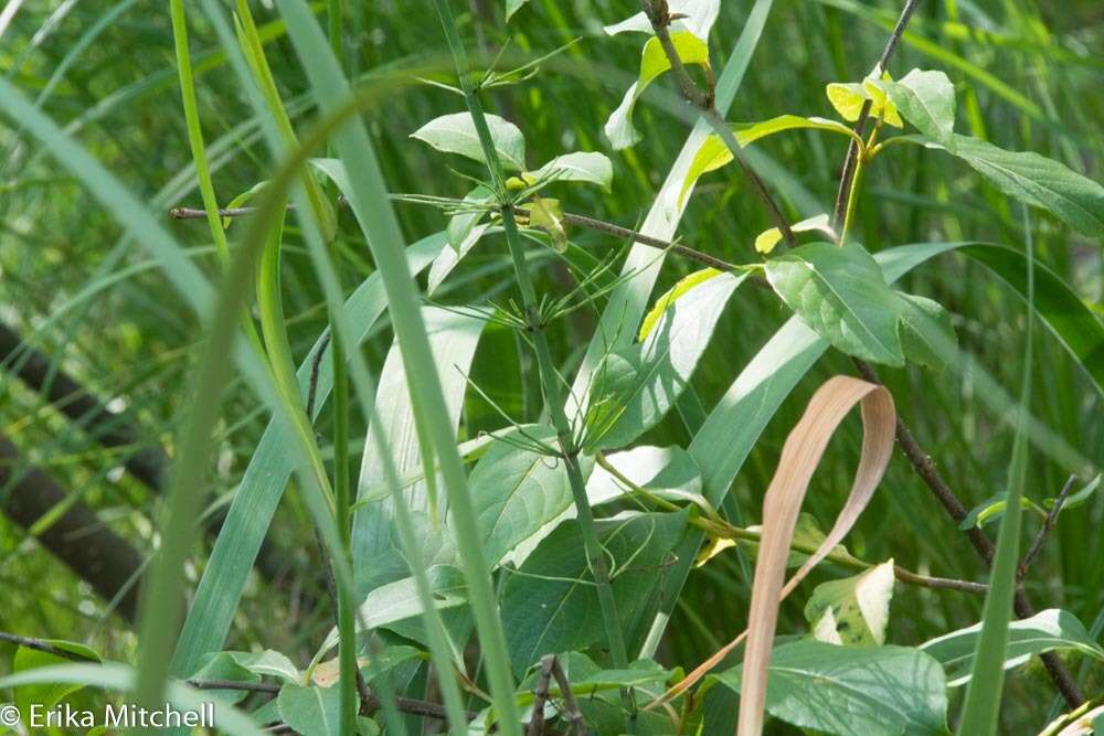 Image of Water Horsetail