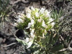 Plancia ëd Echium brevirame Sprague & Hutchinson