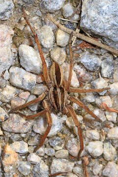 Image of Rabid Wolf Spider