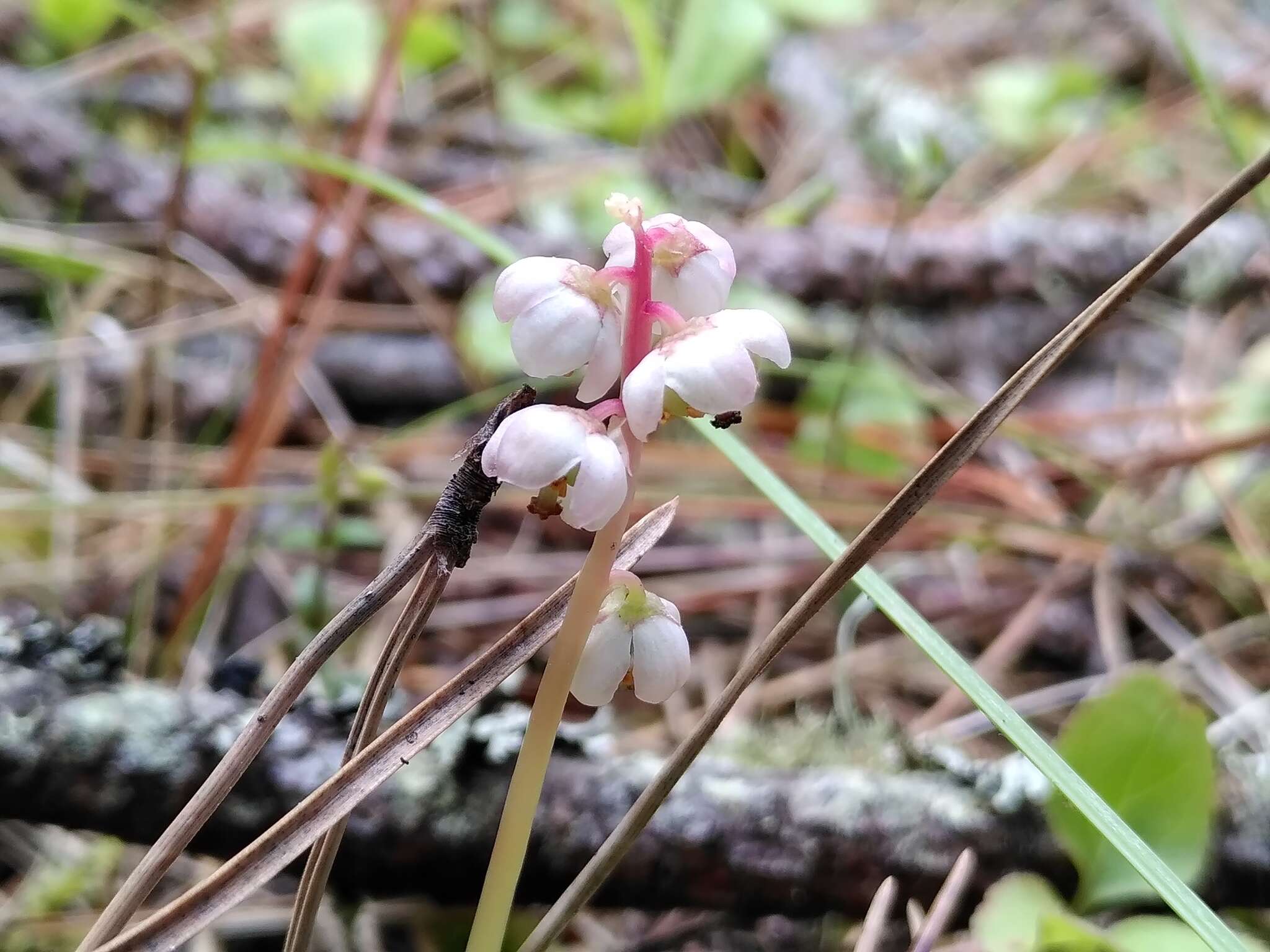 Pucciniastrum pyrolae (J. F. Gmel.) J. Schröt. 1880的圖片