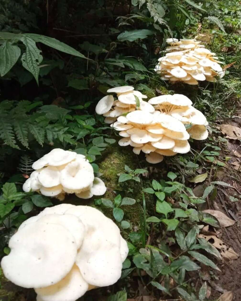 Image of Lentinus concavus (Berk.) Corner 1981