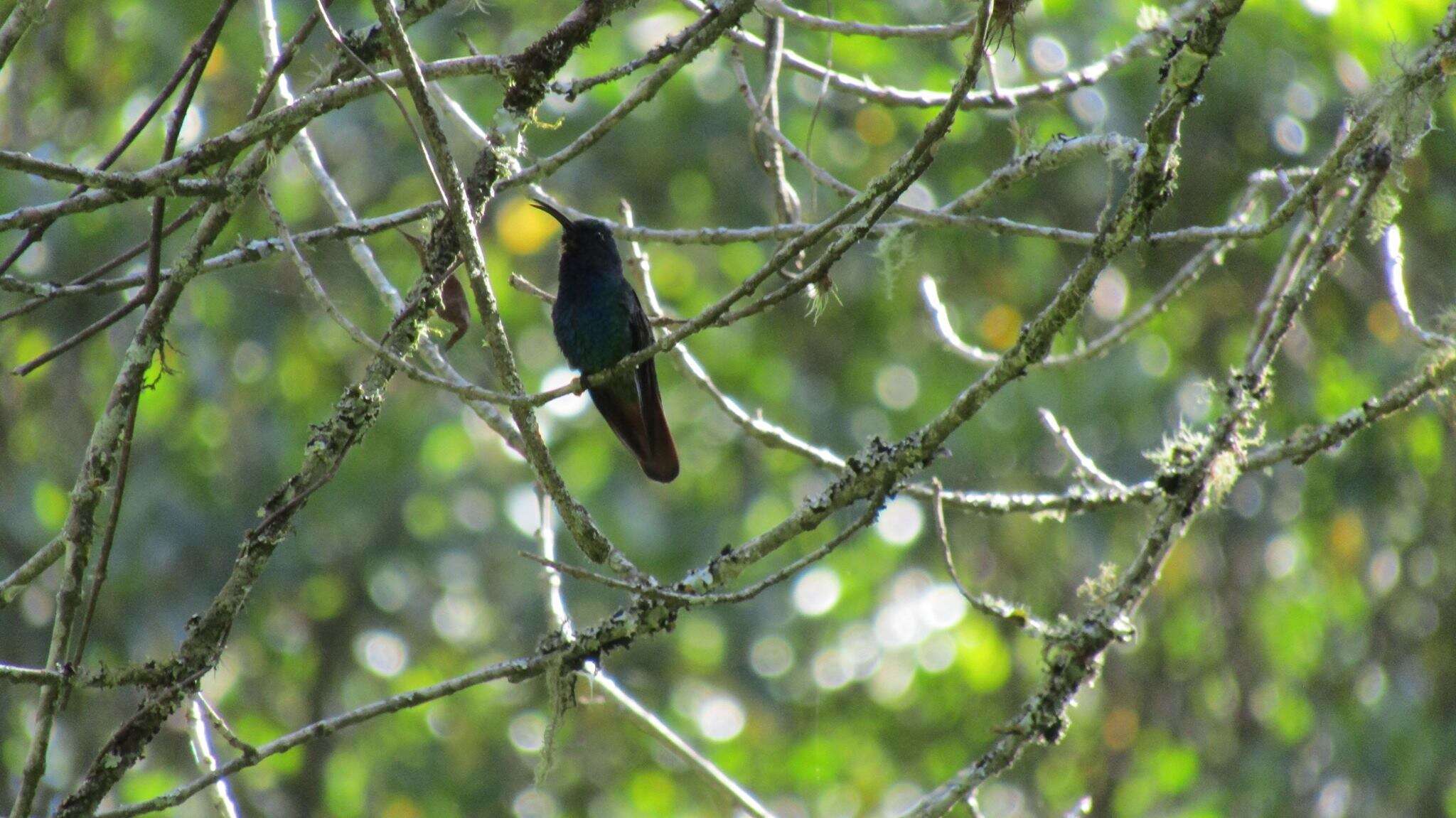 Campylopterus falcatus (Swainson 1821) resmi