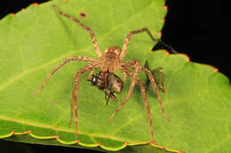 Image of Nursery Web Spider