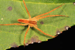 Image of Nursery Web Spider