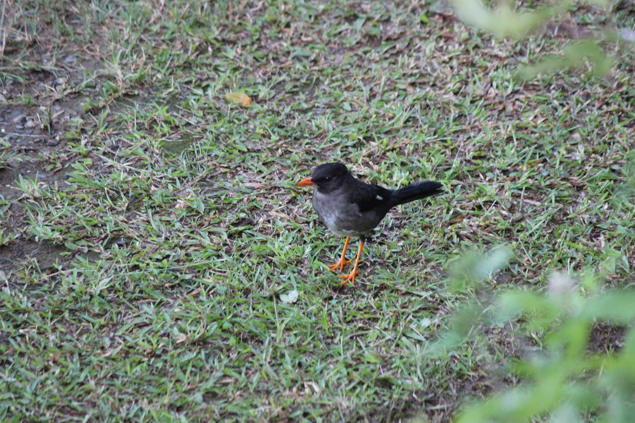 Image of White-chinned Thrush