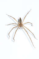 Image of Nursery Web Spider