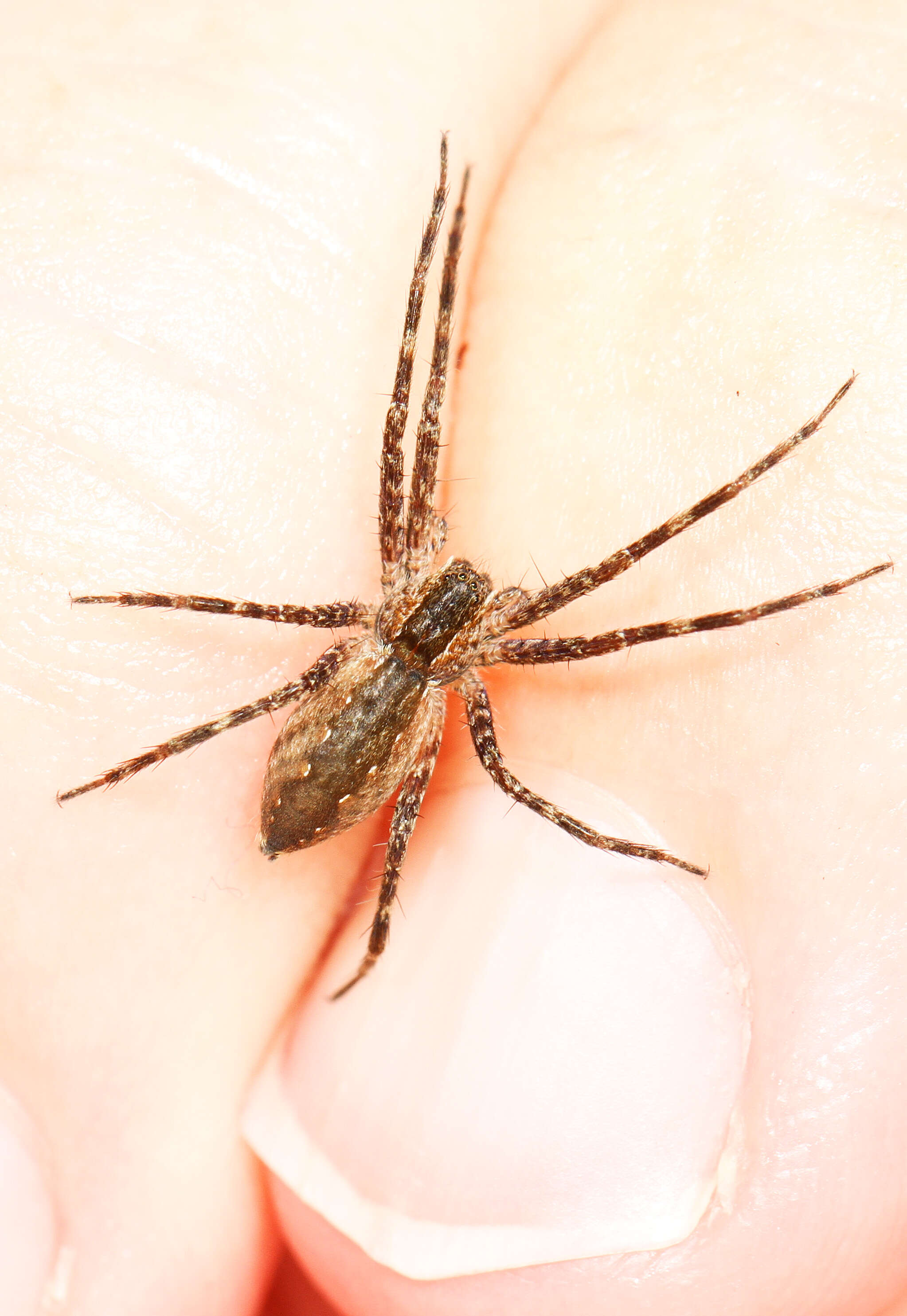 Image of Nursery Web Spider