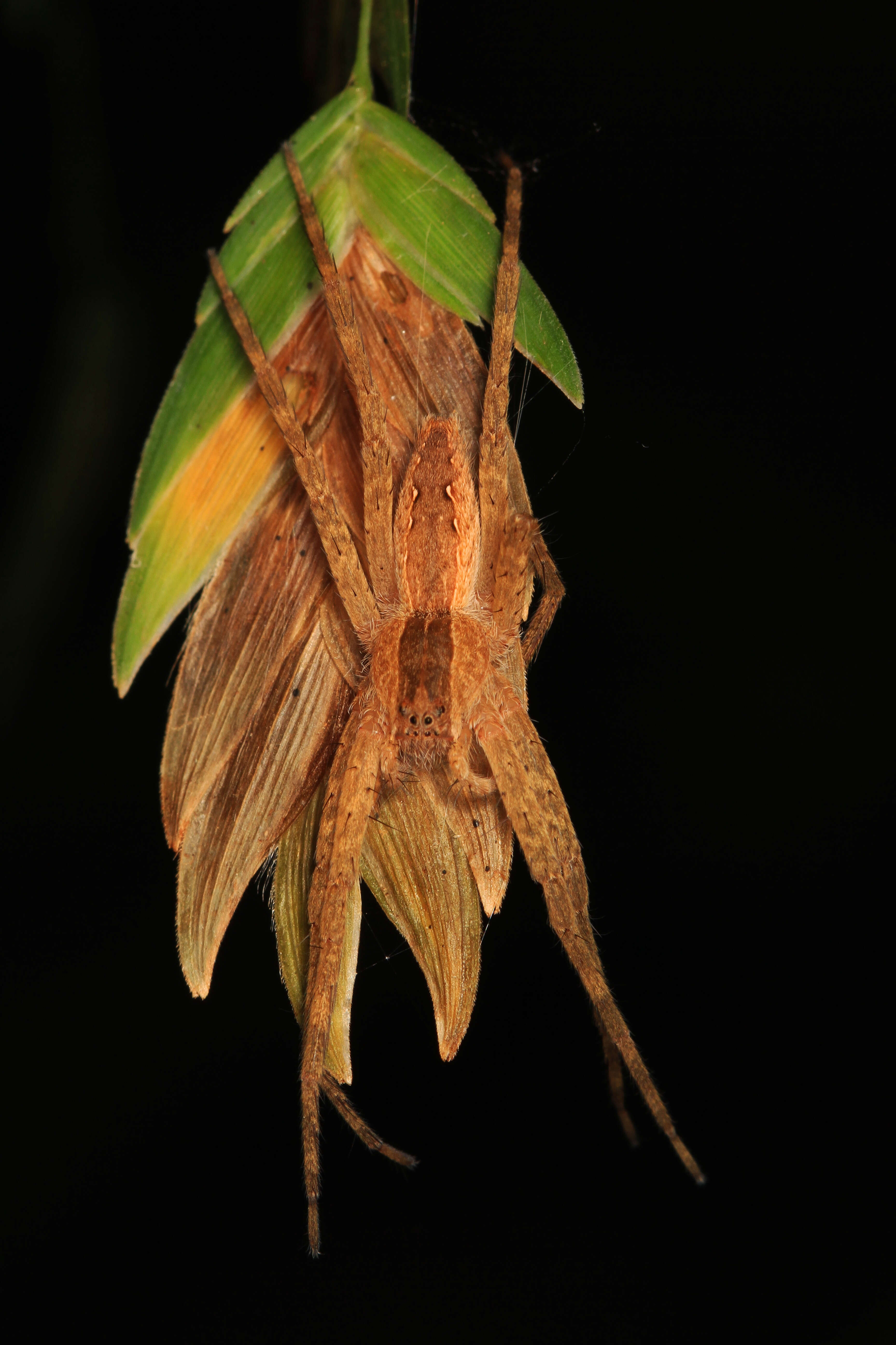 Image of Nursery Web Spider