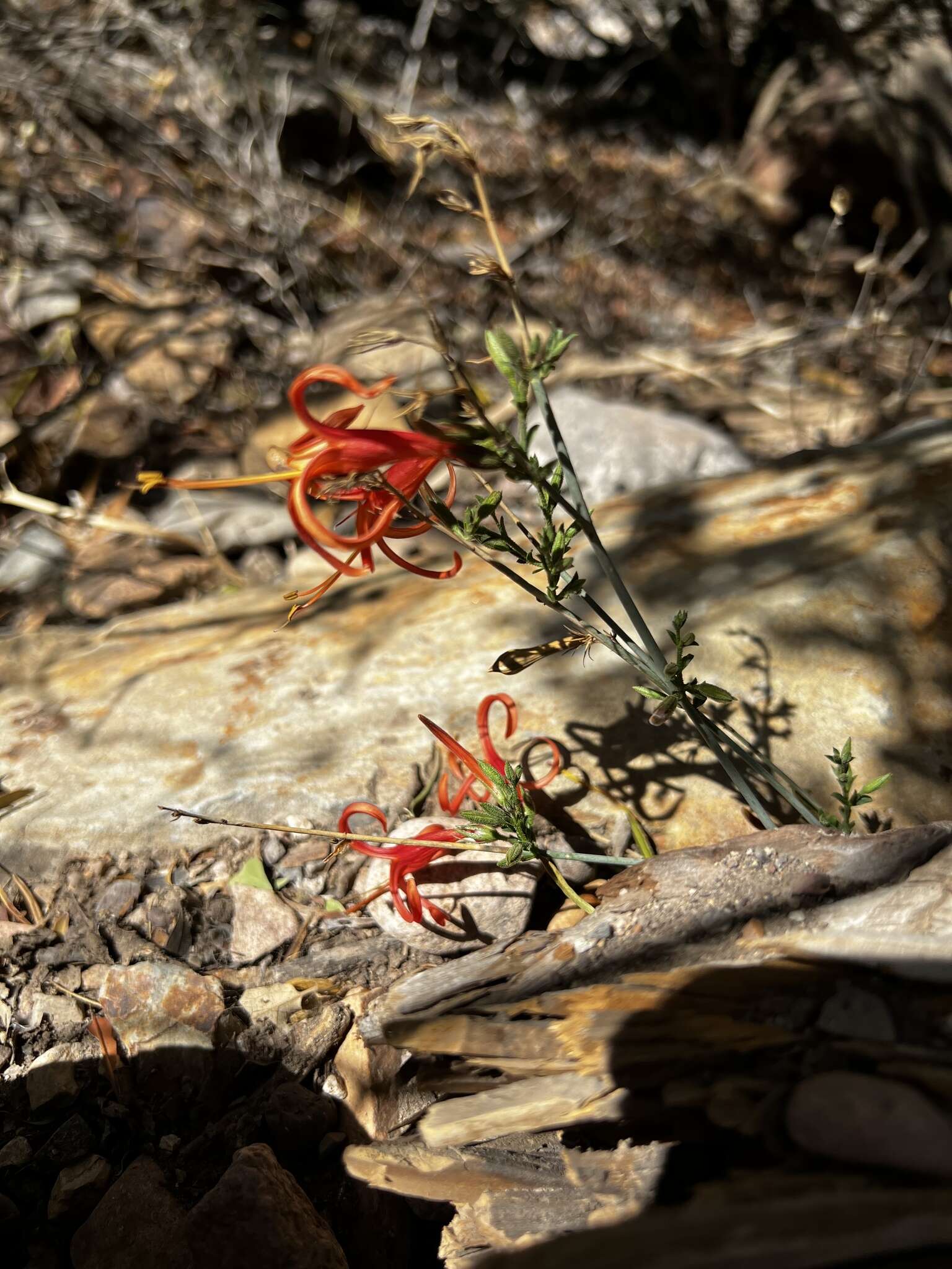 Anisacanthus linearis (Hagen) J. Henrickson & E. J. Lott resmi