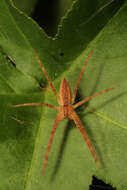 Image of Nursery Web Spider