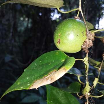 Passiflora guatemalensis S. Wats. ex W. T. Brigham的圖片