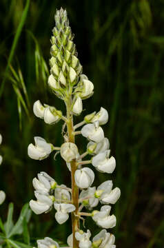 Image of sulphur lupine