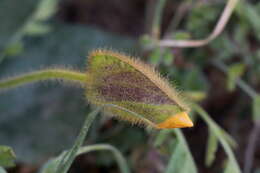 Image of Thunbergia gregorii S. Moore