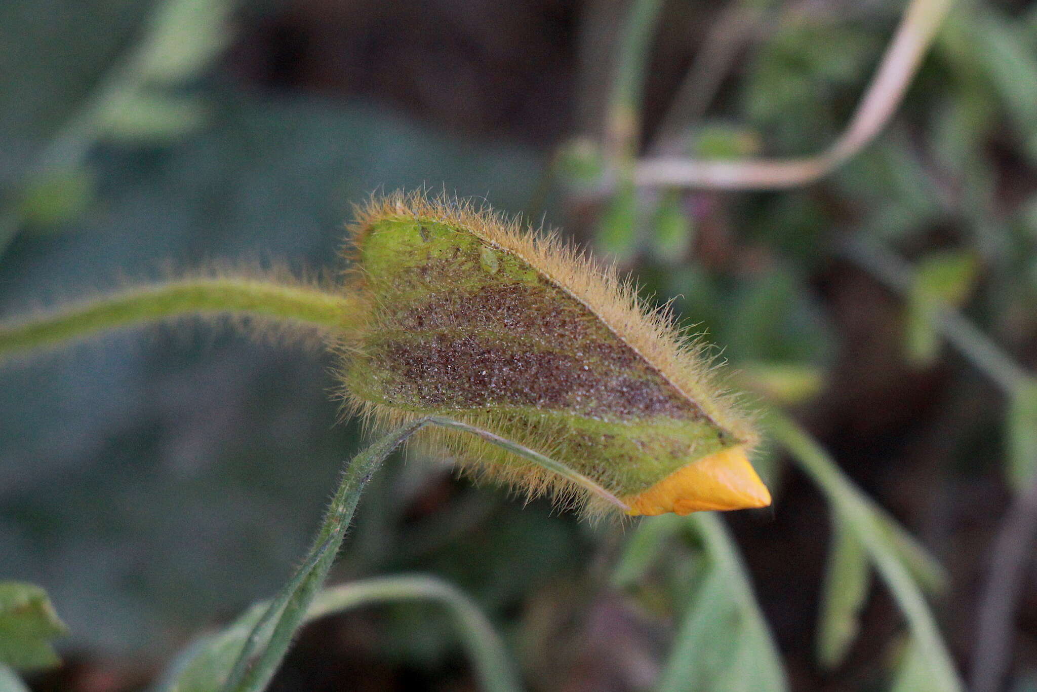 Image of Thunbergia gregorii S. Moore