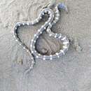 Image of Striped Sea Snake