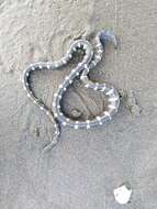 Image of Striped Sea Snake