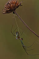 Image of Leucauge argyra (Walckenaer 1841)