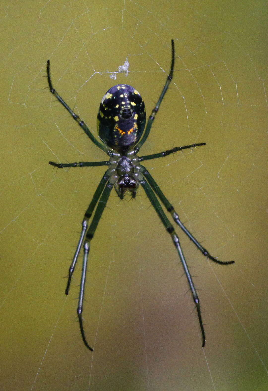 Image of Leucauge venusta (Walckenaer 1841)