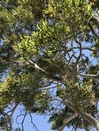 Image of Corymbia tessellaris (F. Müll.) K. D. Hill & L. A. S. Johnson