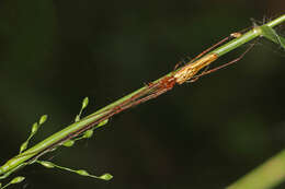 Image of Tetragnatha elongata Walckenaer 1841