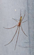 Image of Tetragnatha elongata Walckenaer 1841