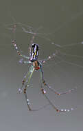 Image of Leucauge venusta (Walckenaer 1841)