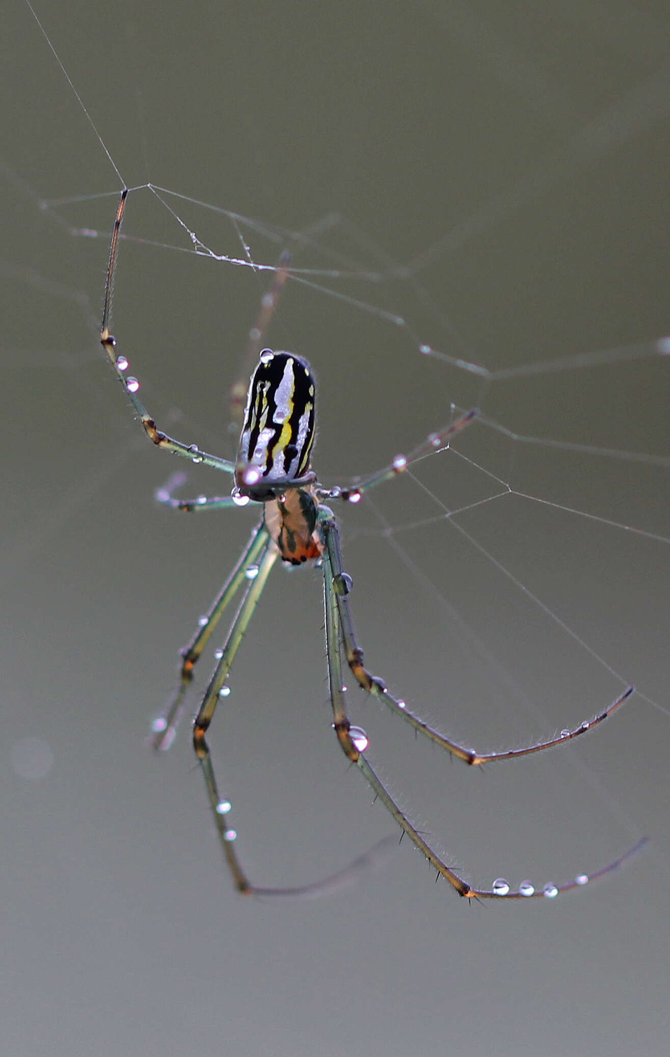 Image of Leucauge venusta (Walckenaer 1841)