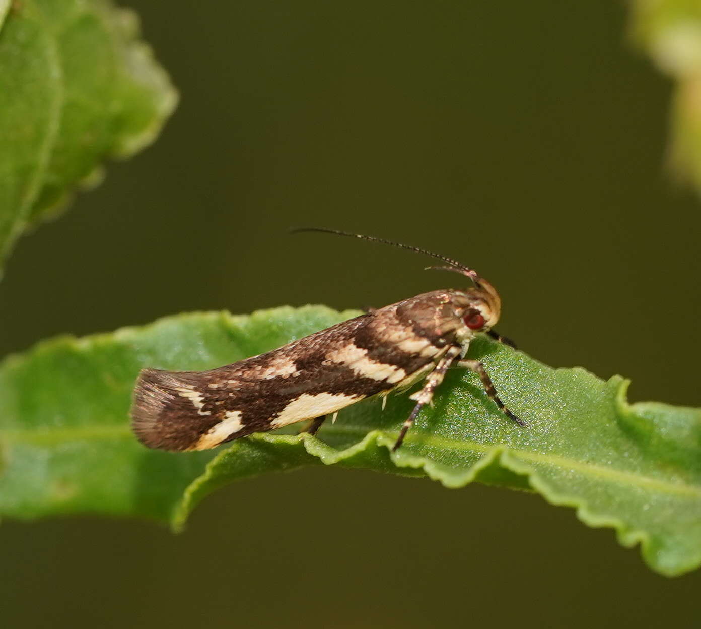 Image of Macrobathra heminephela Meyrick 1886