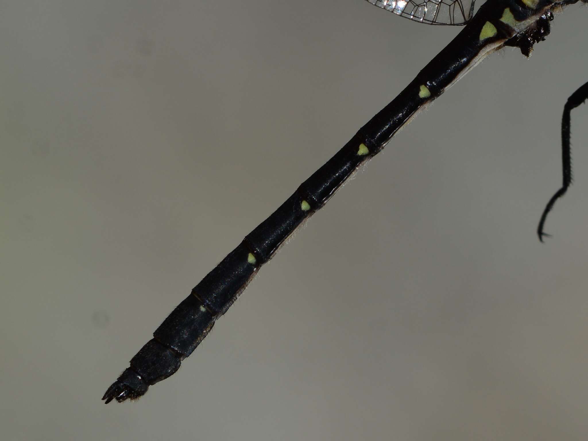 Image of Pygmy Clubtails