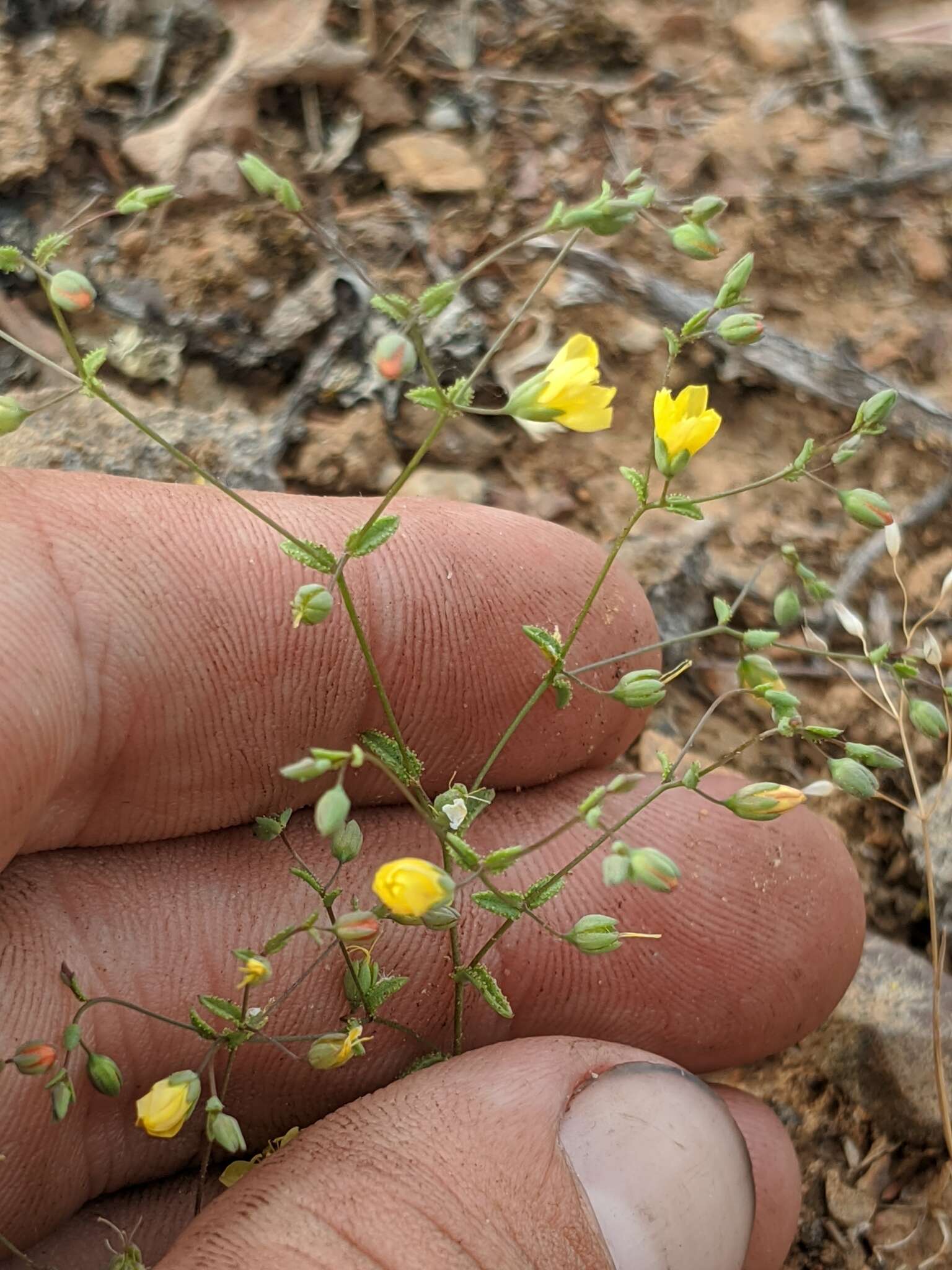 Image of glandular dwarf-flax