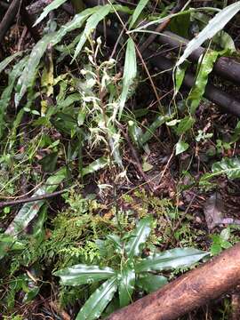 Image of Habenaria polytricha Rolfe