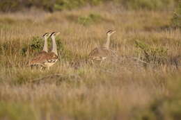 Image of Australian Bustard