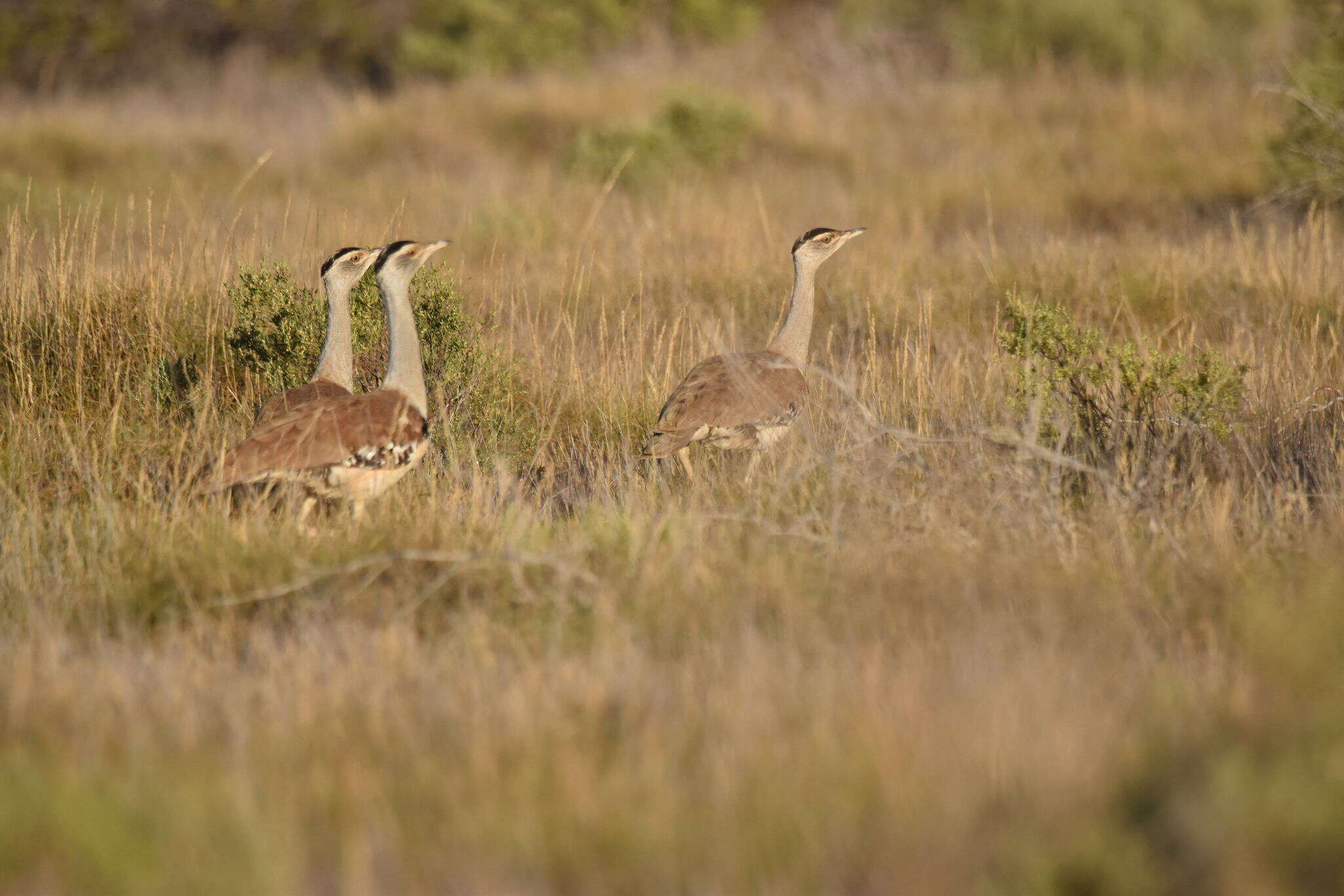 Image of Australian Bustard