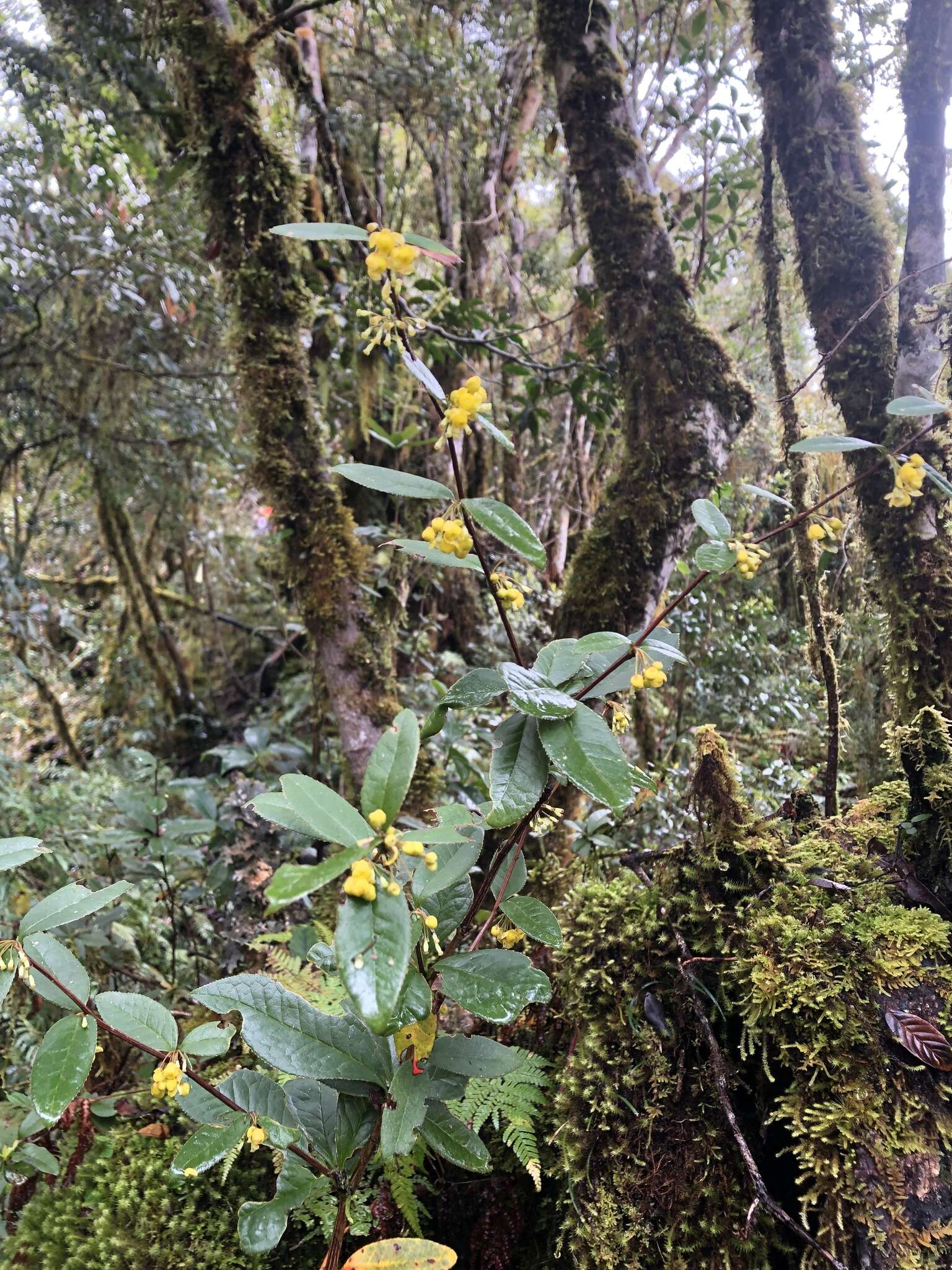 Image of Berberis schaaliae C. C. Yu & K. F. Chung