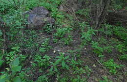 Image of Ceylon spinach