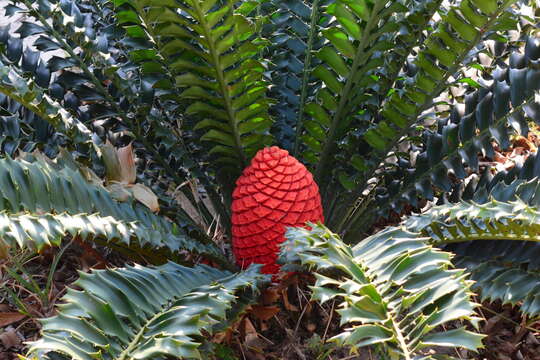 Слика од Encephalartos ferox G. Bertol